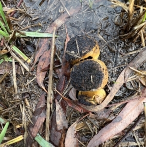 Hypogastrura sp. (genus) at Murrumbateman, NSW - 13 May 2022