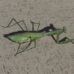 Pseudomantis albofimbriata at Yarralumla, ACT - 16 May 2022 11:23 AM