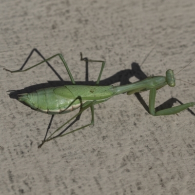 Pseudomantis albofimbriata (False garden mantis) at Yarralumla, ACT - 16 May 2022 by AlisonMilton