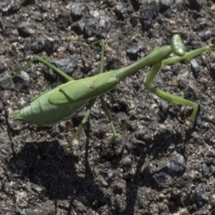 Pseudomantis albofimbriata at Yarralumla, ACT - 16 May 2022 11:23 AM