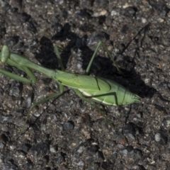 Pseudomantis albofimbriata at Yarralumla, ACT - 16 May 2022 11:23 AM