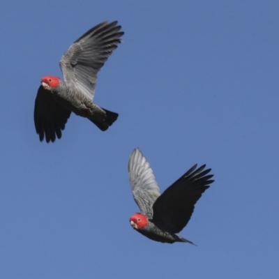 Callocephalon fimbriatum (Gang-gang Cockatoo) at National Arboretum Forests - 17 May 2022 by AlisonMilton