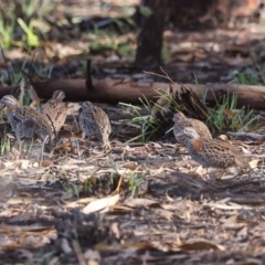 Turnix varius (Painted Buttonquail) at Stromlo, ACT - 17 May 2022 by JohnHurrell