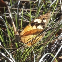 Heteronympha merope (Common Brown Butterfly) at Molonglo Valley, ACT - 17 May 2022 by AlisonMilton