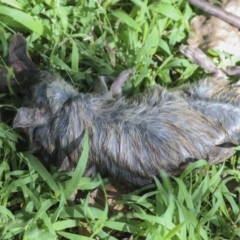 Rattus rattus (Black Rat) at Yarralumla, ACT - 16 May 2022 by AlisonMilton