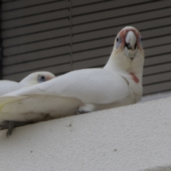 Cacatua tenuirostris X sanguinea (Long-billed X Little Corella (Hybrid)) at Phillip, ACT - 10 May 2022 by AlisonMilton