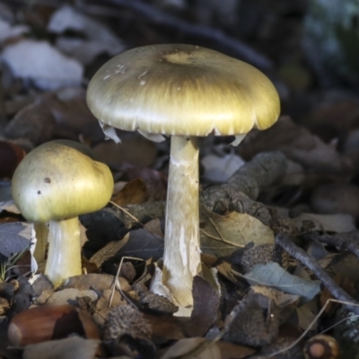 Amanita phalloides (Death Cap) at National Arboretum Forests - 17 May 2022 by AlisonMilton