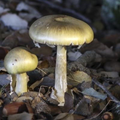 Amanita phalloides (Death Cap) at Molonglo Valley, ACT by AlisonMilton