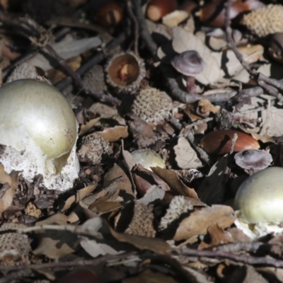 Amanita phalloides (Death Cap) at National Arboretum Forests - 17 May 2022 by AlisonMilton