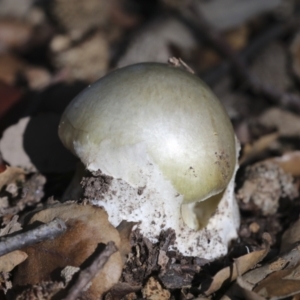 Amanita phalloides at Molonglo Valley, ACT - 17 May 2022