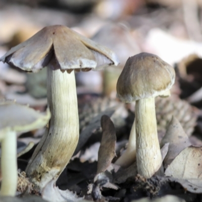 Unidentified Cap on a stem; gills below cap [mushrooms or mushroom-like] at Molonglo Valley, ACT - 17 May 2022 by AlisonMilton