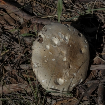 Unidentified Cap on a stem; gills below cap [mushrooms or mushroom-like] at Molonglo Valley, ACT - 17 May 2022 by AlisonMilton