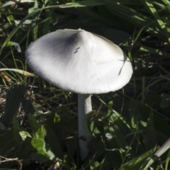 Volvopluteus gloiocephalus (Big Sheath Mushroom) at National Arboretum Forests - 17 May 2022 by AlisonMilton