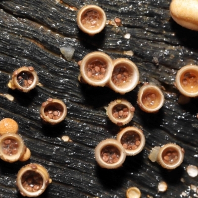 Nidula niveotomentosa (A birds-nest fungus) at Paddys River, ACT - 17 May 2022 by TimL