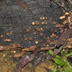 Nidula niveotomentosa at Paddys River, ACT - 17 May 2022