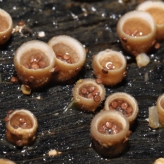 Nidula niveotomentosa at Paddys River, ACT - 17 May 2022