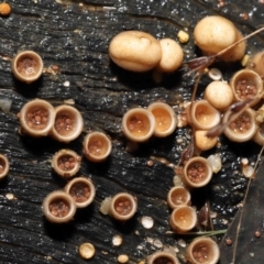 Nidula niveotomentosa at Paddys River, ACT - 17 May 2022 10:41 AM