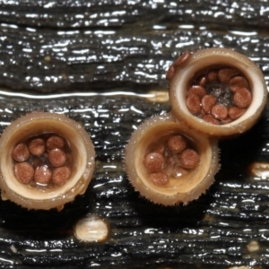 Nidula niveotomentosa at Paddys River, ACT - 17 May 2022