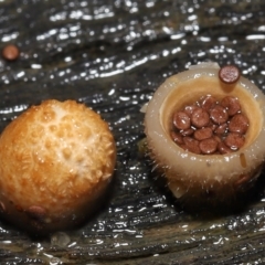 Nidula niveotomentosa at Paddys River, ACT - 17 May 2022