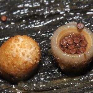 Nidula niveotomentosa at Paddys River, ACT - 17 May 2022