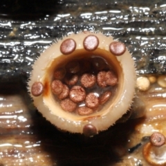 Nidula niveotomentosa at Paddys River, ACT - 17 May 2022