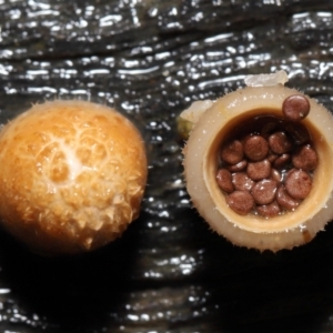 Nidula niveotomentosa at Paddys River, ACT - 17 May 2022