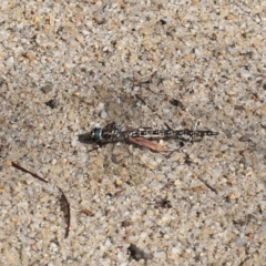 Austroaeschna multipunctata (Multi-spotted Darner) at Paddys River, ACT - 17 May 2022 by TimL