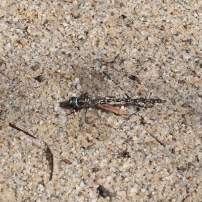 Austroaeschna multipunctata (Multi-spotted Darner) at Tidbinbilla Nature Reserve - 17 May 2022 by TimL