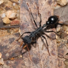 Myrmecia tarsata at Paddys River, ACT - 17 May 2022