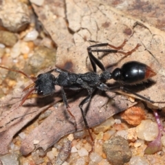 Myrmecia tarsata at Paddys River, ACT - 17 May 2022