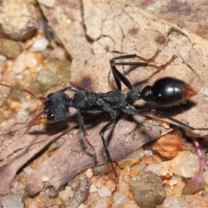 Myrmecia tarsata at Paddys River, ACT - 17 May 2022