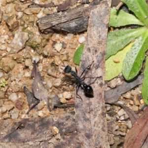 Myrmecia tarsata at Paddys River, ACT - 17 May 2022