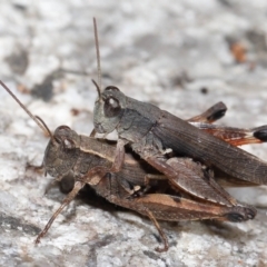 Phaulacridium vittatum (Wingless Grasshopper) at Namadgi National Park - 17 May 2022 by TimL