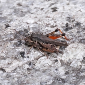 Phaulacridium vittatum at Cotter River, ACT - 17 May 2022