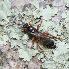 Ichneumon promissorius (Banded caterpillar parasite wasp) at Cotter River, ACT - 17 May 2022 by TimL