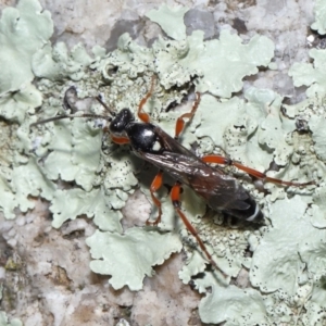 Ichneumon promissorius at Cotter River, ACT - 17 May 2022 12:15 PM