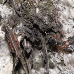 Ichneumon promissorius at Cotter River, ACT - 17 May 2022