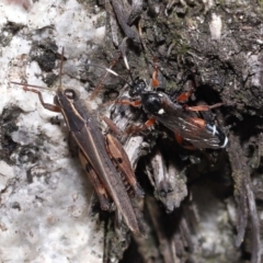 Ichneumon promissorius at Cotter River, ACT - 17 May 2022 12:15 PM