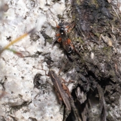 Ichneumon promissorius at Cotter River, ACT - 17 May 2022 12:15 PM