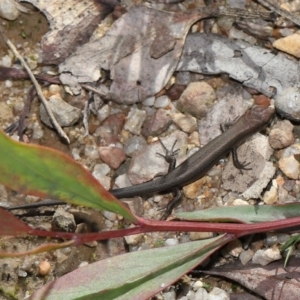 Lampropholis guichenoti at Paddys River, ACT - 17 May 2022 12:36 PM