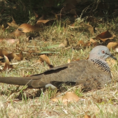 Spilopelia chinensis (Spotted Dove) at Conder, ACT - 7 Feb 2022 by MichaelBedingfield