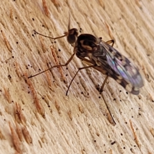 Sylvicola dubius at Greenway, ACT - 17 May 2022 12:58 PM