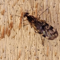 Sylvicola dubius at Greenway, ACT - 17 May 2022 12:58 PM