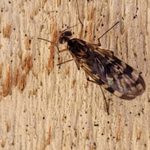 Sylvicola dubius at Greenway, ACT - 17 May 2022 12:58 PM