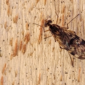 Sylvicola dubius at Greenway, ACT - 17 May 2022 12:58 PM