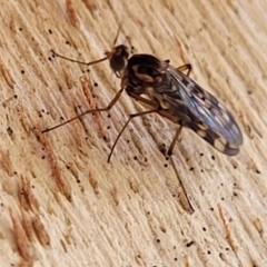 Sylvicola dubius at Greenway, ACT - 17 May 2022 12:58 PM