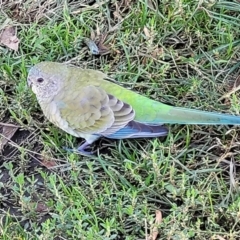 Psephotus haematonotus (Red-rumped Parrot) at Lake Tuggeranong - 17 May 2022 by trevorpreston