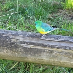 Psephotus haematonotus at Greenway, ACT - 17 May 2022