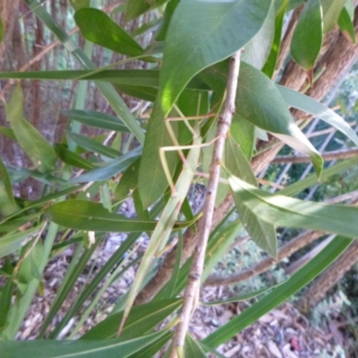 Unverified Stick insect (Phasmatodea) at Tathra, NSW - 18 May 2022 by TathraPreschool