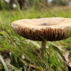 Macrolepiota clelandii at Hawker, ACT - 15 May 2022